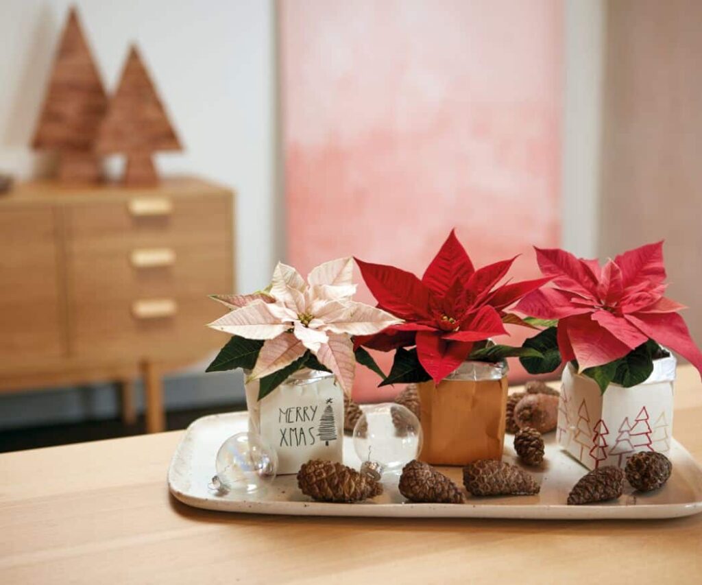 Три мини коледни звезди в различни цветове (розово, червено и кремаво), подредени в рециклирани картонени кутии за напитки върху поднос, украсен с борови шишарки.  