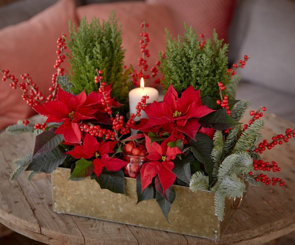 Празнична украса за маса от червени мини коледни звезди, вечнозелени клонки и зърна, подредени около запалена свещ. Тя създава уютна и традиционна коледна атмосфера. Идея за ръчно изработена украса. идеална за празничния сезон. 