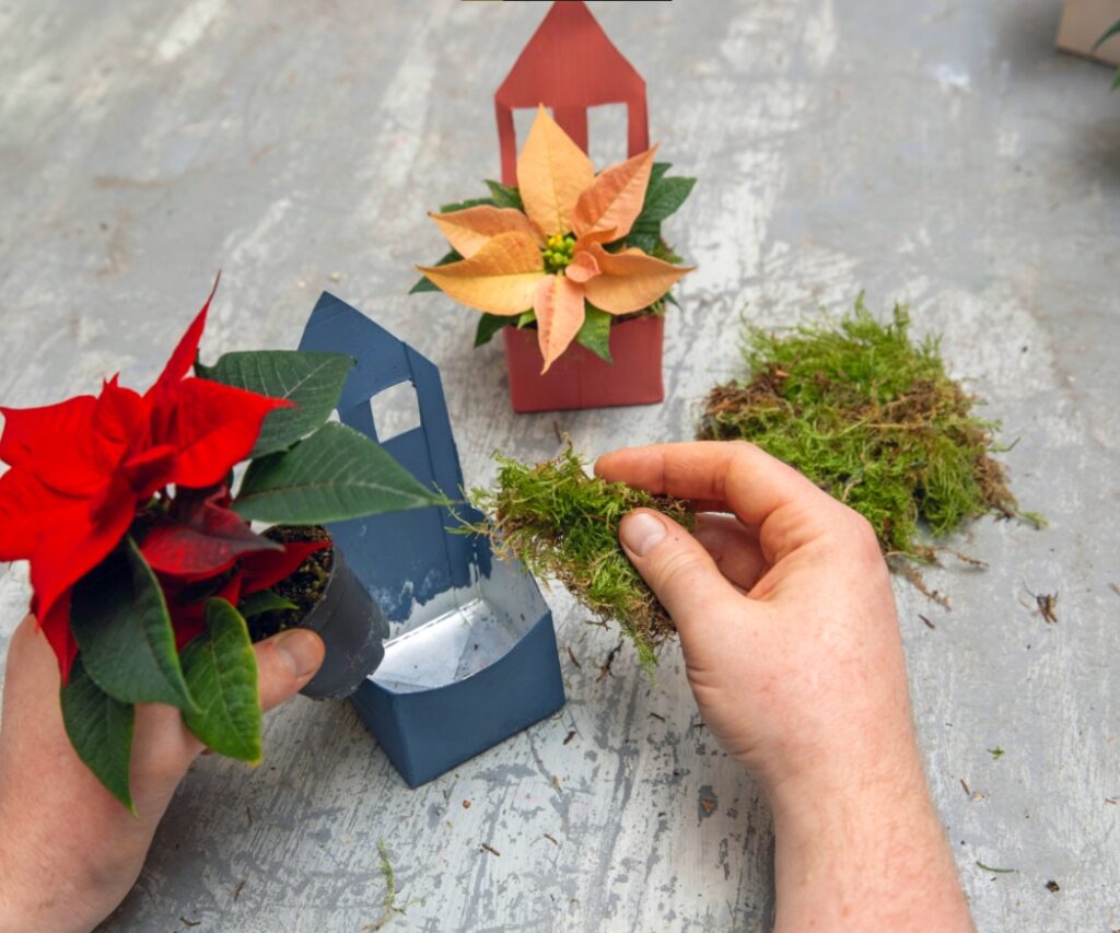 Мини поинсетии и мъх се поставят в боядисаната картонена къщичка, така че саксийката да бъде умело скрита. 
