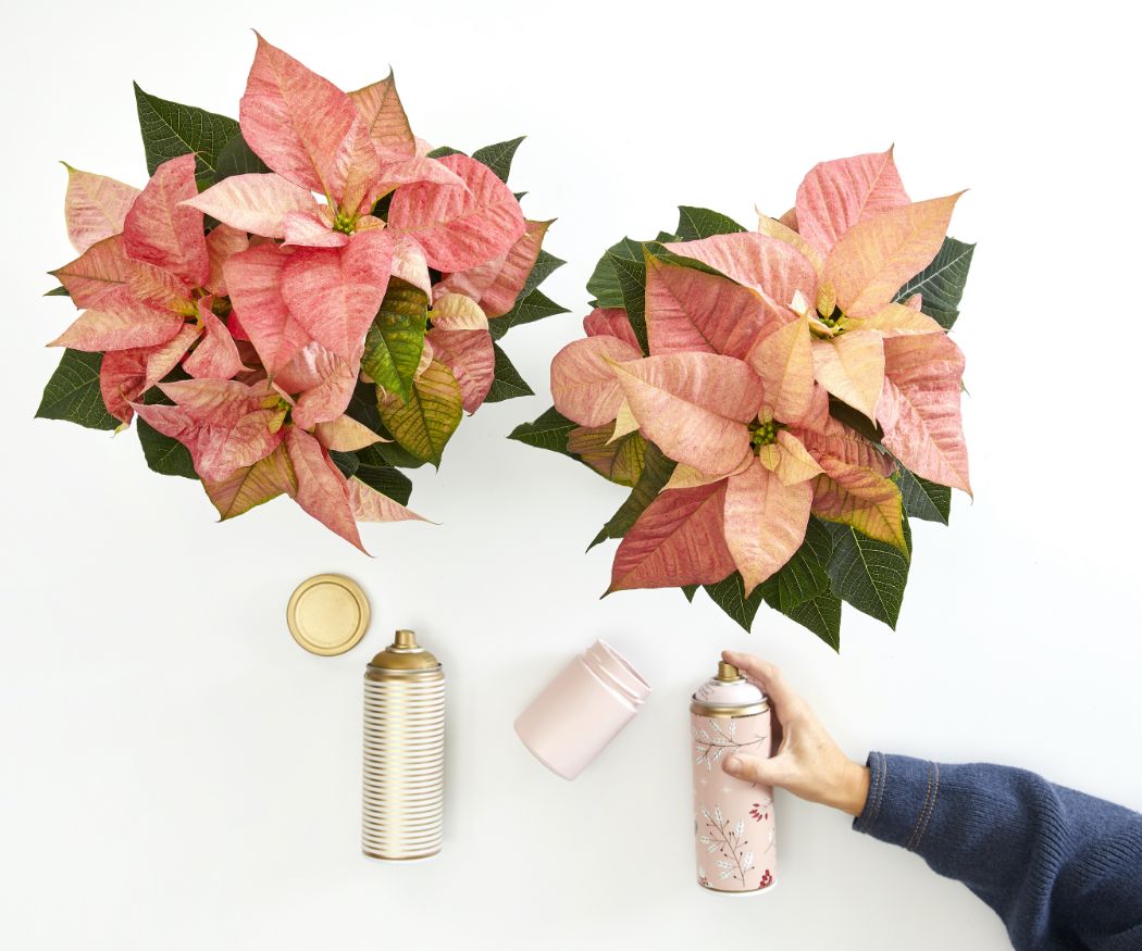 2022-poinsettia-04110-diy-adventc-alendar-with-painted-jars-02 2022_poinsettia_04110_DIY_Advent_Calendar_with_Painted_Jars_02