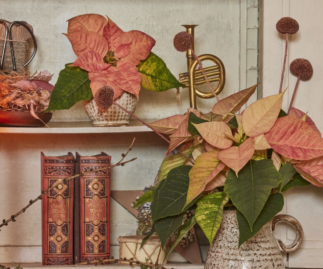 2023_poinsettia_02000_Cottagecore_Charm_06