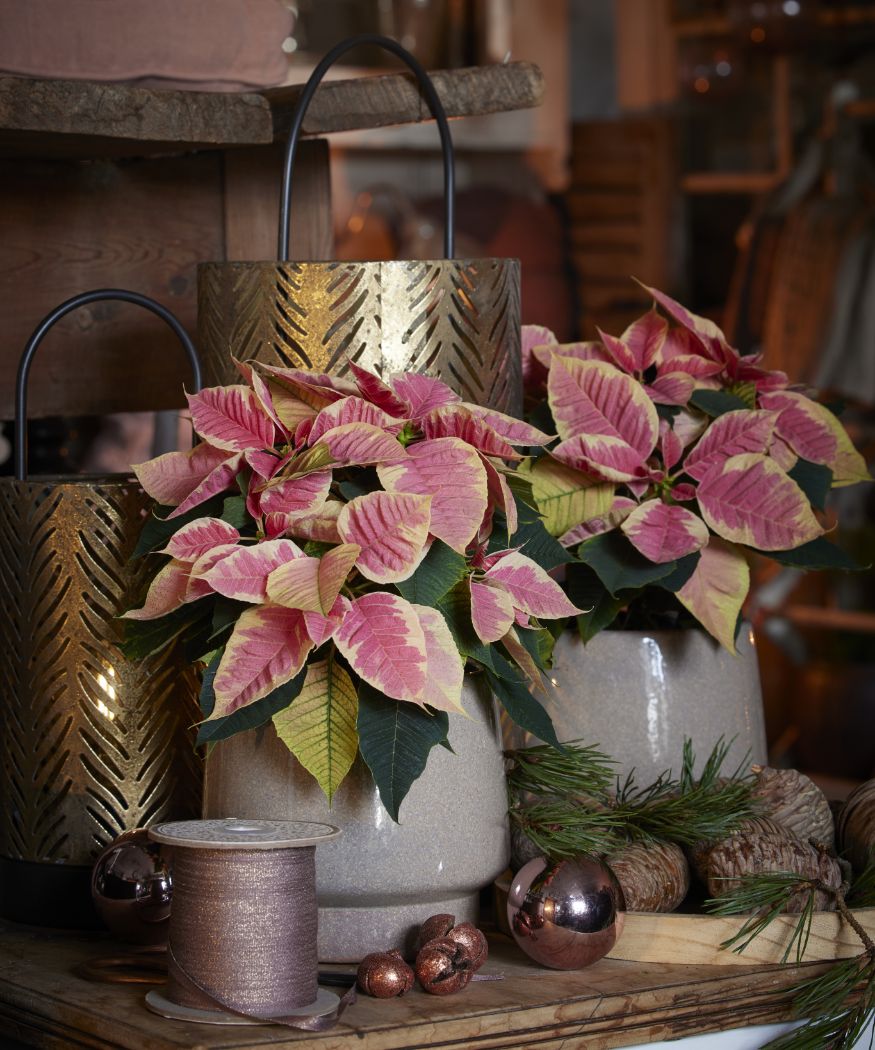 2023_poinsettia_02000_Cottagecore_Charm_16