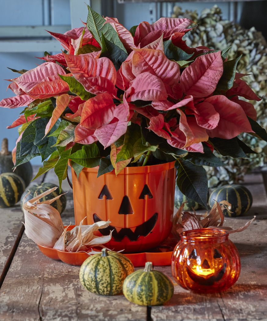 2023_poinsettia_02000_Cottagecore_Charm_34