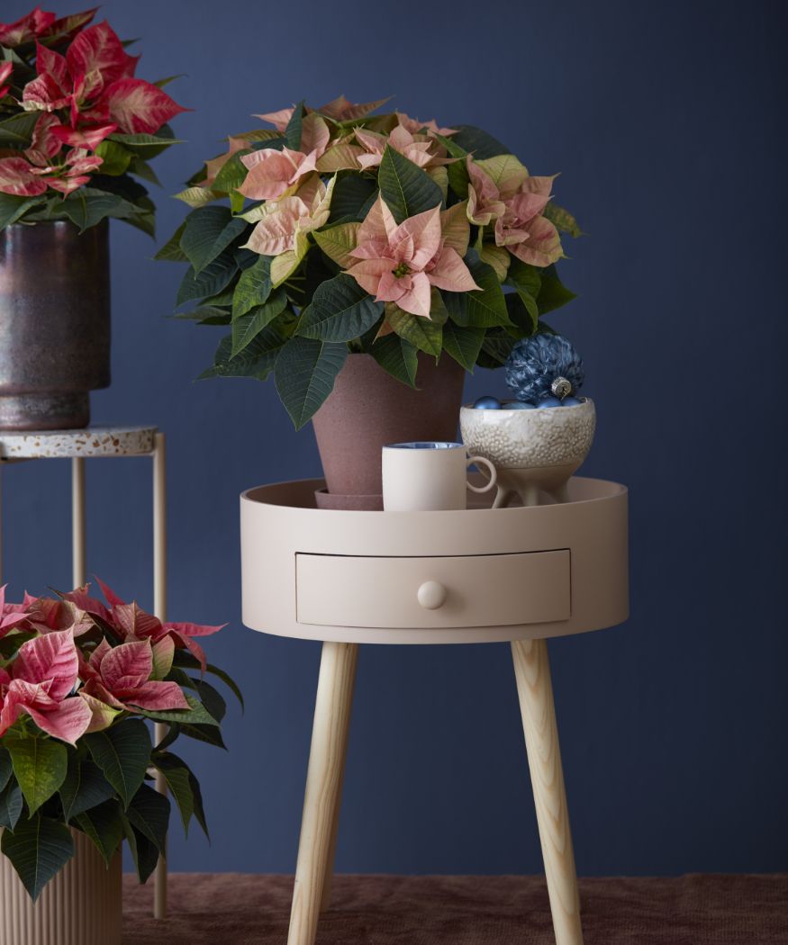 2019-poinsettia-02000-christmas-wonderland-37
