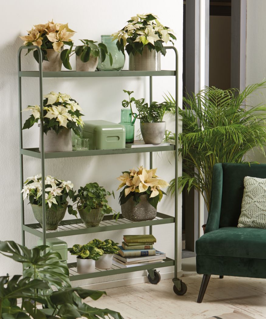 2020-poinsettia-01000-christmas-green- Metallregal mit Weihnachtssternen, Zwergpfeffer, Ufopflanze, Fensterblatt und Areca-Palme in einem modernen Wohnraum