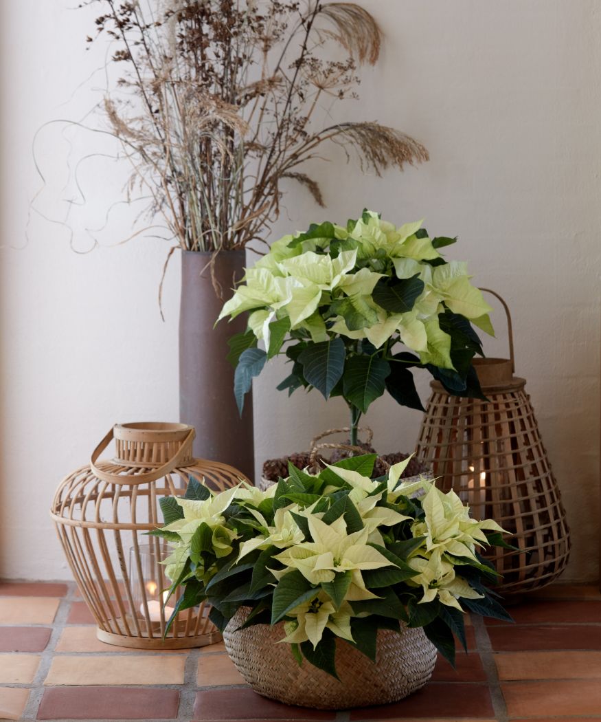 2020-poinsettia-04000-country-christma Herbstliche Dekoration mit Weihnachtsstern-Hochstämmchen, einer bepflanzter Schale, Laternen und Trockenblumen