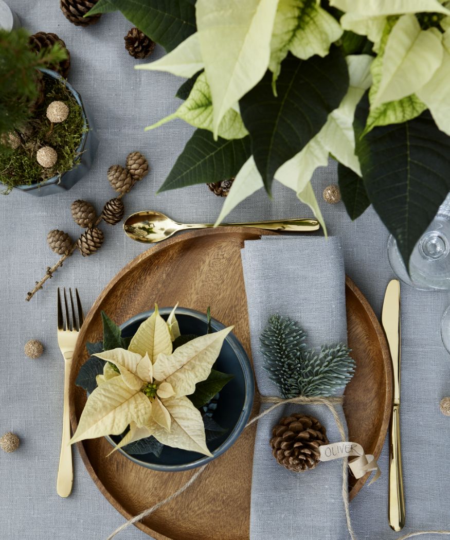 2019_poinsettia_03000_Colourful_Christmas_at_Home_47
