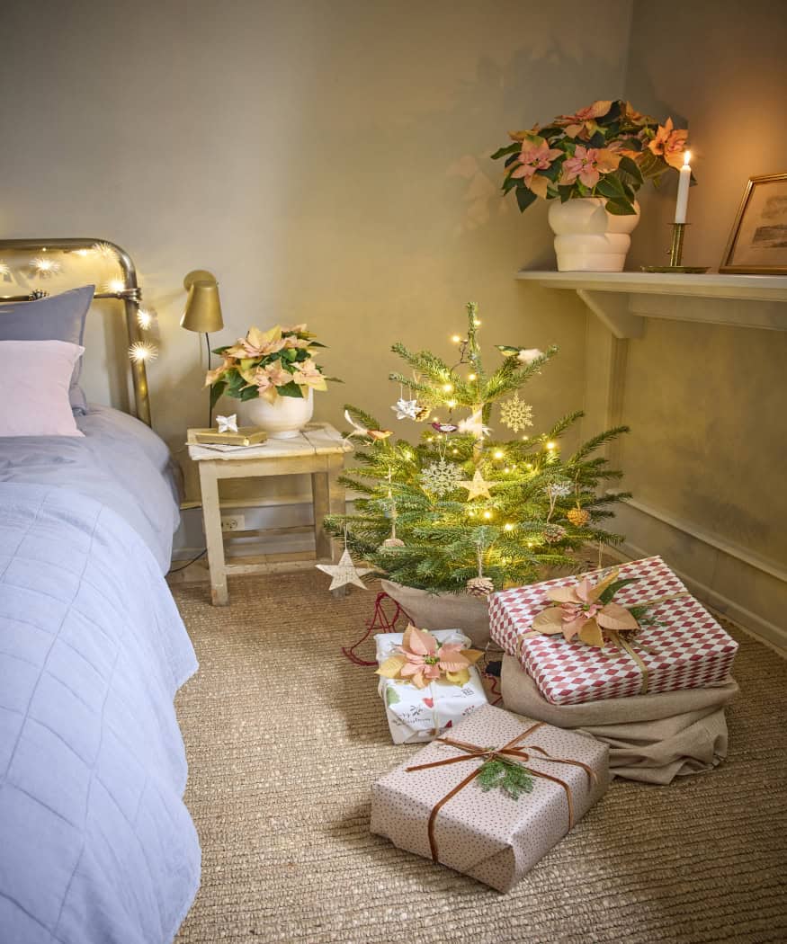 2025_Poinsettia_01000_Nordic_Winter_Charm_35