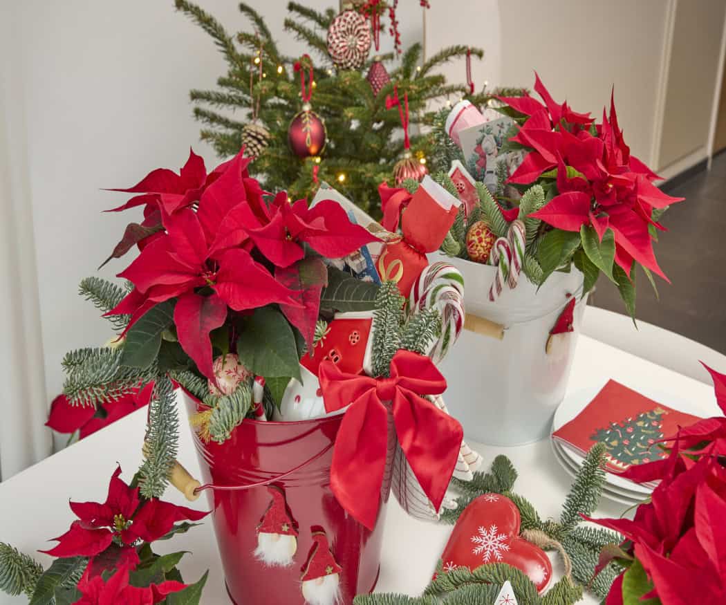 2025_Poinsettia_03000_Traditional_Christmas_Spirit_18