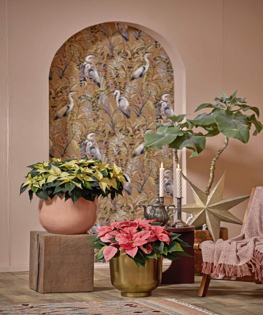 2025_Poinsettia_05000_Exotic_Glow_03