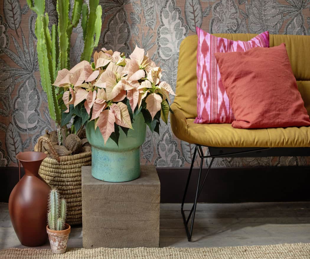 2025_Poinsettia_05000_Exotic_Glow_09