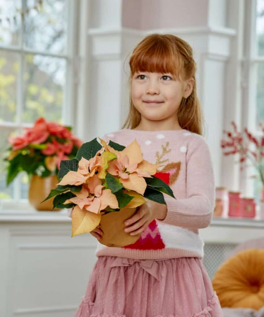 Mädchen mit rotem Haar hält zart apricotfarbenen Weihnachtsstern in den Händen, helles Zimmer mit winterlicher Deko im Hintergrund.