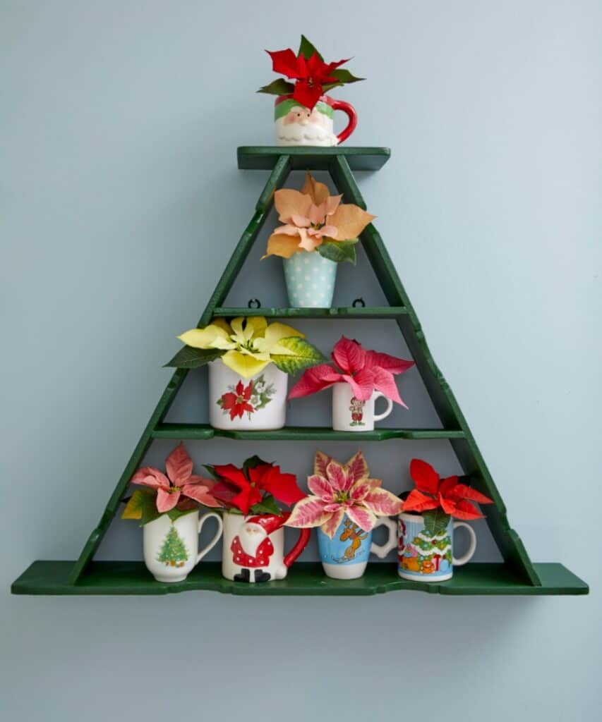 Verschiedene Weihnachtssterne in bunten Tassen auf einem dreieckigen Regal, das an einen Weihnachtsbaum erinnert.