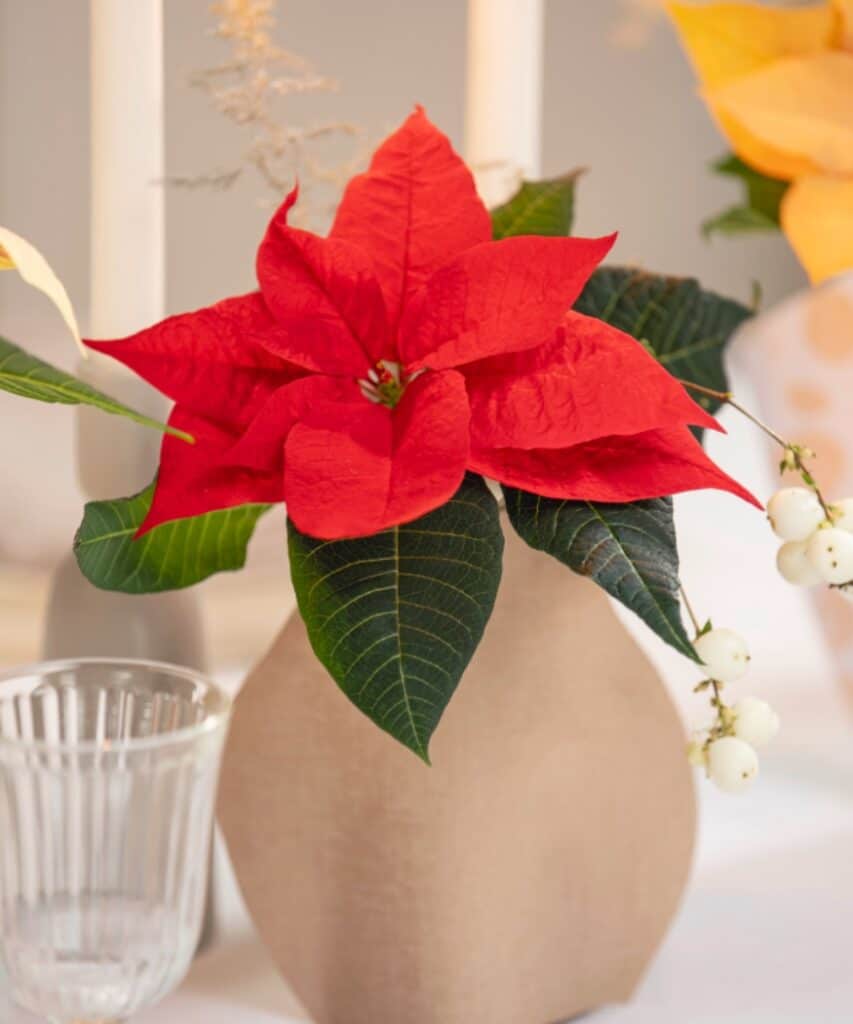 Leuchtend roter Weihnachtsstern als Tischdeko in einer DIY- Papier-Vase.