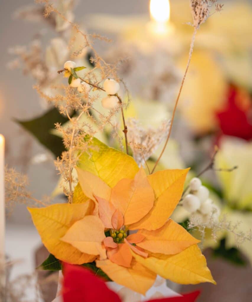 Apricot-Tönen Weihnachtsstern mit filigranen Trockenblumen als winterlicher Tischschmuck.