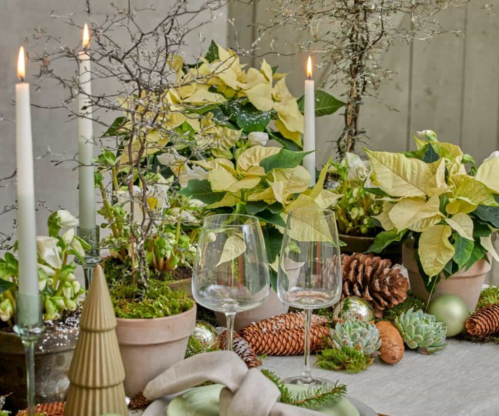 Natürliche Weihnachtsdeko auf dem Tisch mit Weihnachtssternen, Zweigen, Zapfen und Kerzen