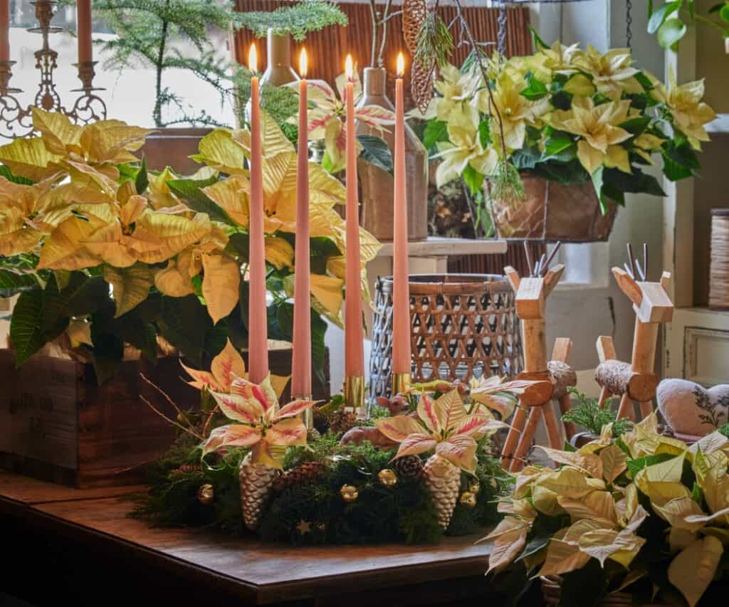Geschnittene Weihnachtssterne in warmen Farben als florale Dekoration in einem adventlich geschmückten Raum.