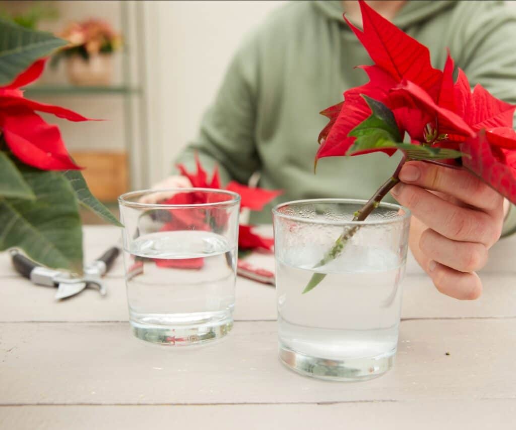 Geschnittener roter Weihnachtsstern wird anschließend in kaltes Wasser gestellt.