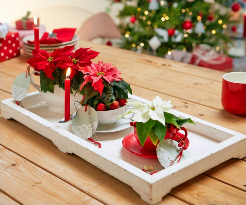 10 reasons why poinsettias make Advent more beautiful › Inspiration and information all about