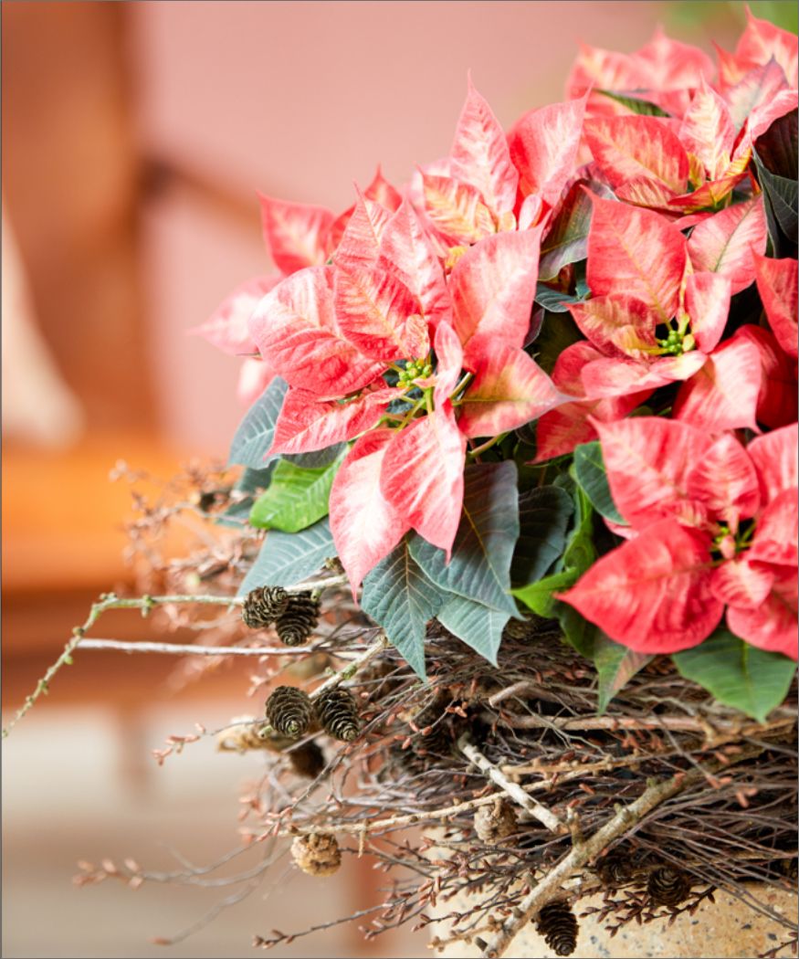 Großer panaschierter, blush-farbener Weihnachtsstern mit einem Kranz aus Zweigen; im Anschnitt fotografiert, Hintergrund apricotfarben