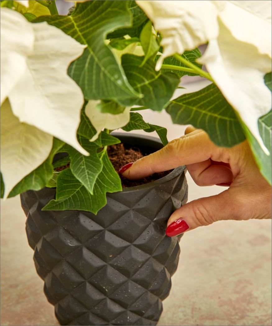2022-poinsettia-07000-h Frau prüft Feuchtigkeit der Blumenerde mit dem Finger