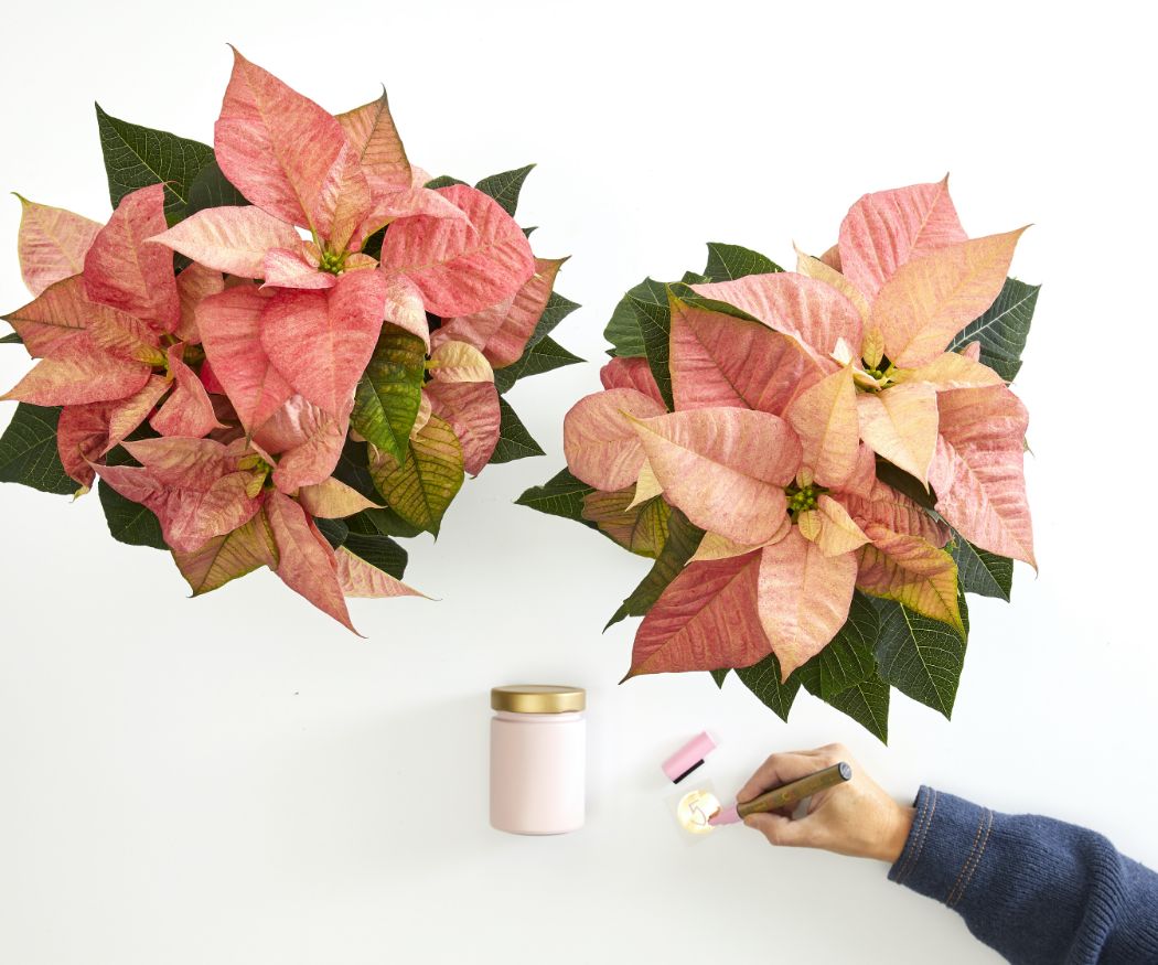 2022_poinsettia_04110_DIY_Advent_Calendar_with_Painted_Jars_03