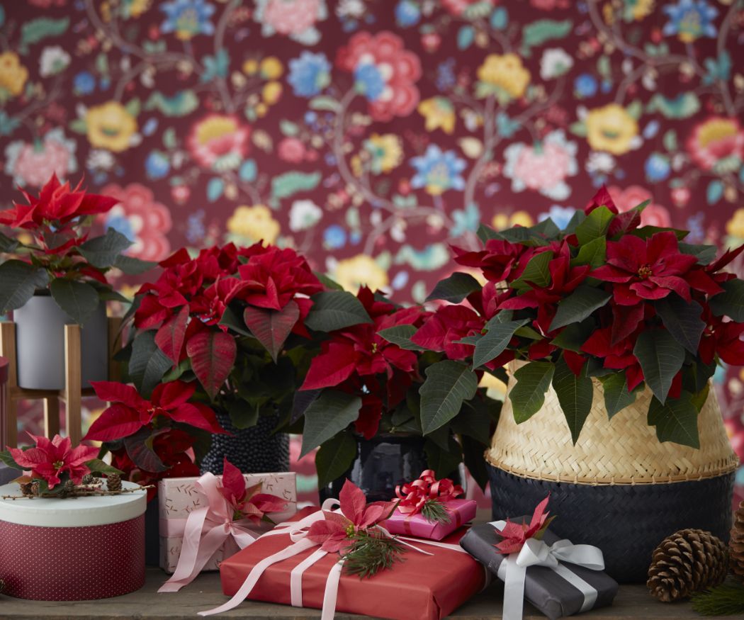 2019_poinsettia_02000_christmas_wonderland_24(1)