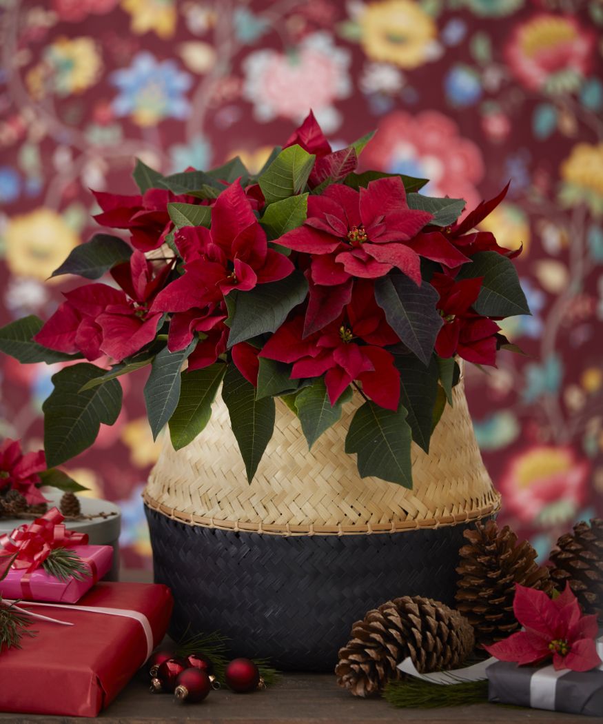 2019_poinsettia_02000_christmas_wonderland_25
