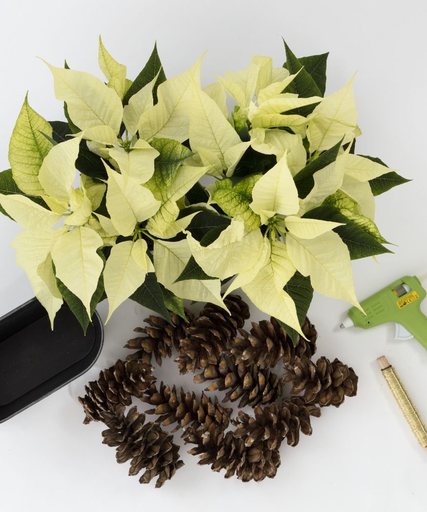 2019_poinsettia_02240_DIY_Stars_Pine_Cones_01