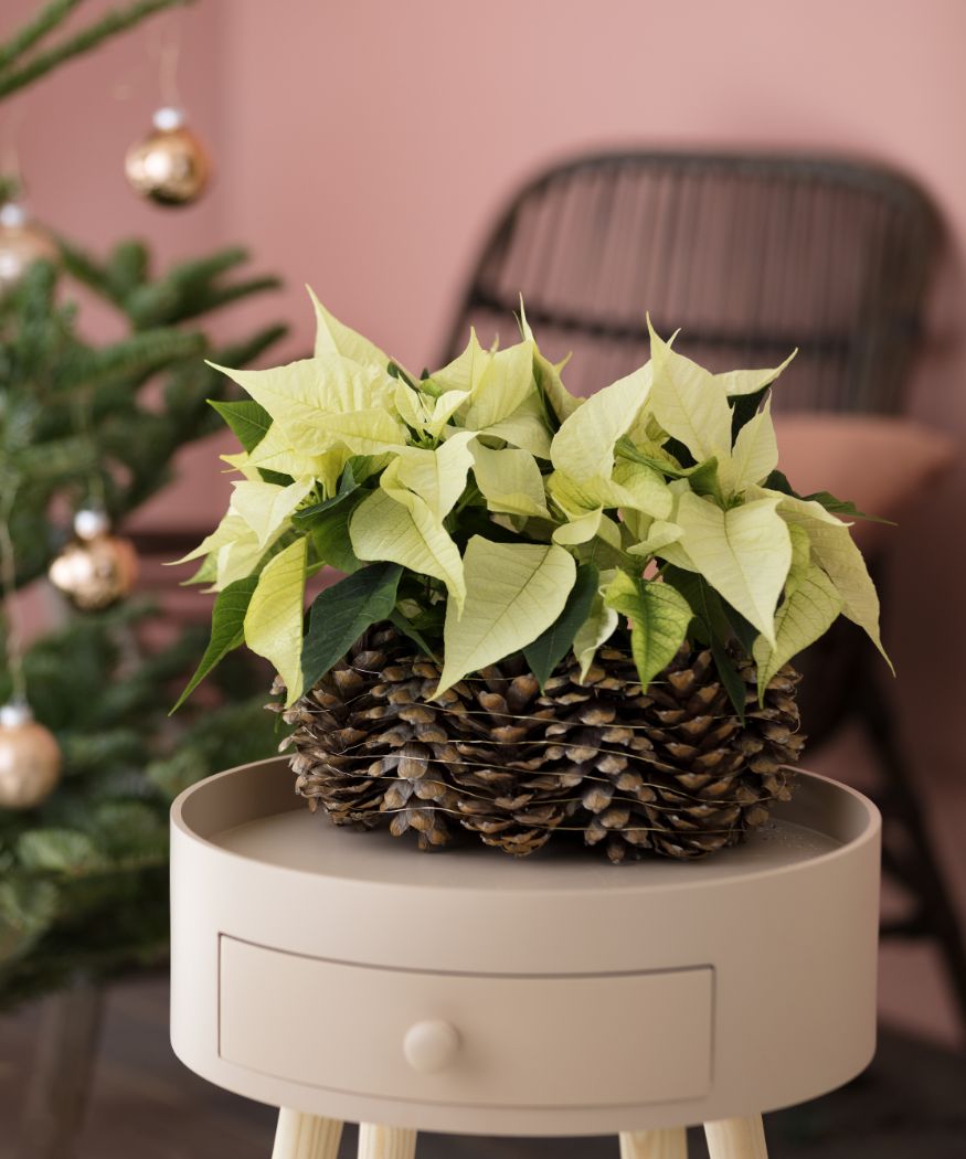 2019_poinsettia_02240_DIY_Stars_Pine_Cones_05