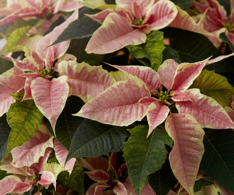 it-s-not-winter-without-a-poinsettia-tips-for-plant-care-inspiration