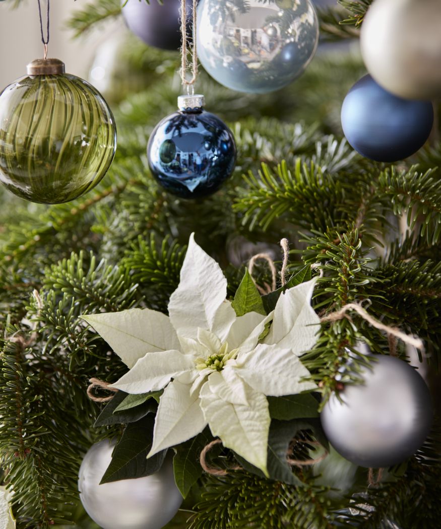 2019_poinsettia_03000_Colourful_Christmas_at_Home_4
