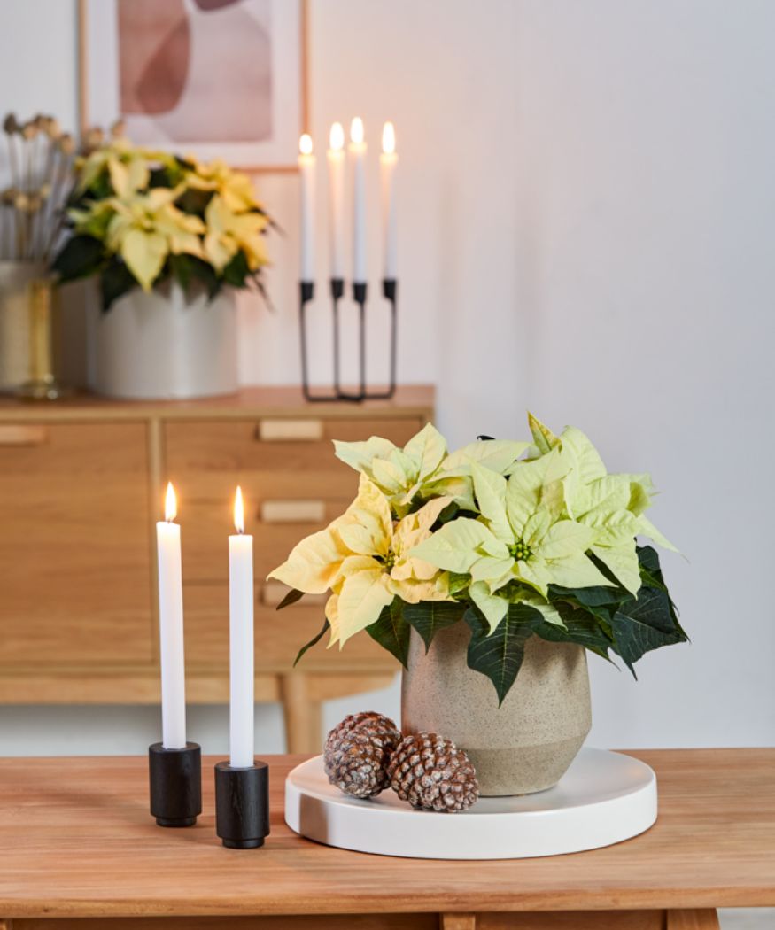 Care Tips For Beautiful Poinsettias How To Keep This Winter Favourite   2021 Poinsettia 02000 Understated At Christmas 02 