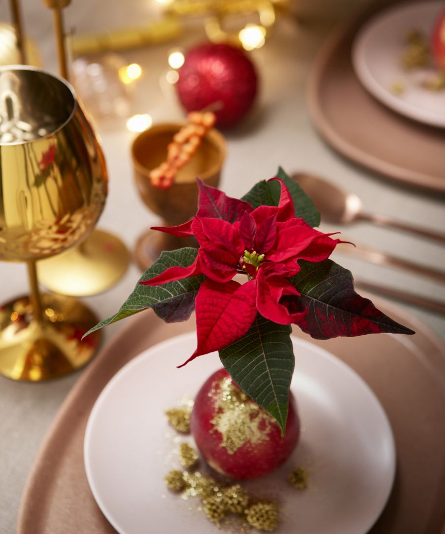 can you cut poinsettias and put in water