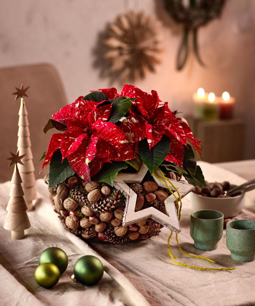 2024_Poinsettia_04110_DIY_Natural_Nutshell_Centrepiece_03