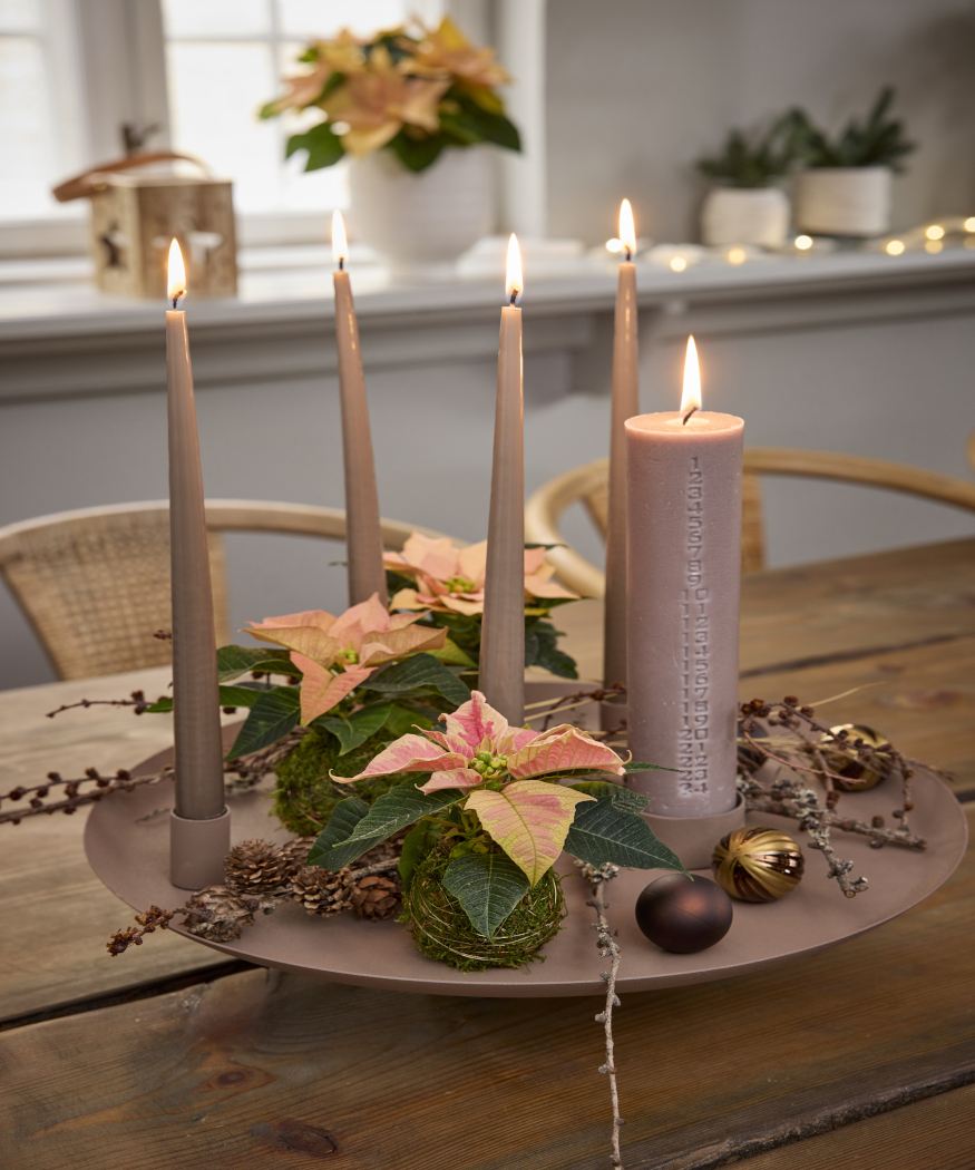 2025_Poinsettia_01000_Nordic_Winter_Charm_12