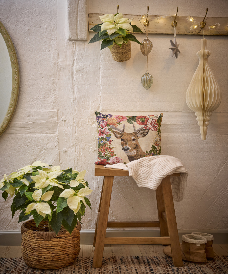 2025_Poinsettia_01000_Nordic_Winter_Charm_20