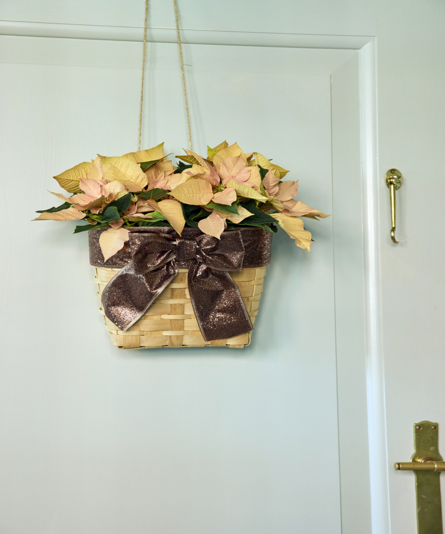 2025_Poinsettia_01000_Nordic_Winter_Charm_24