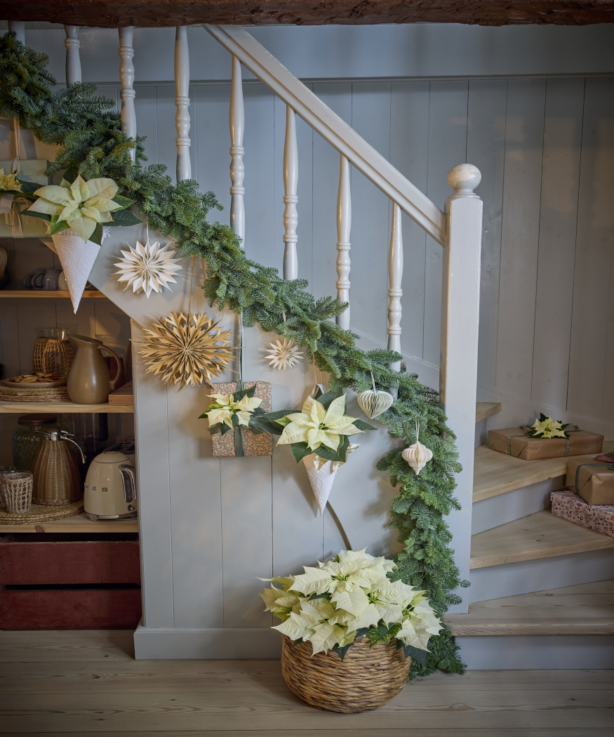 2025_Poinsettia_01000_Nordic_Winter_Charm_31