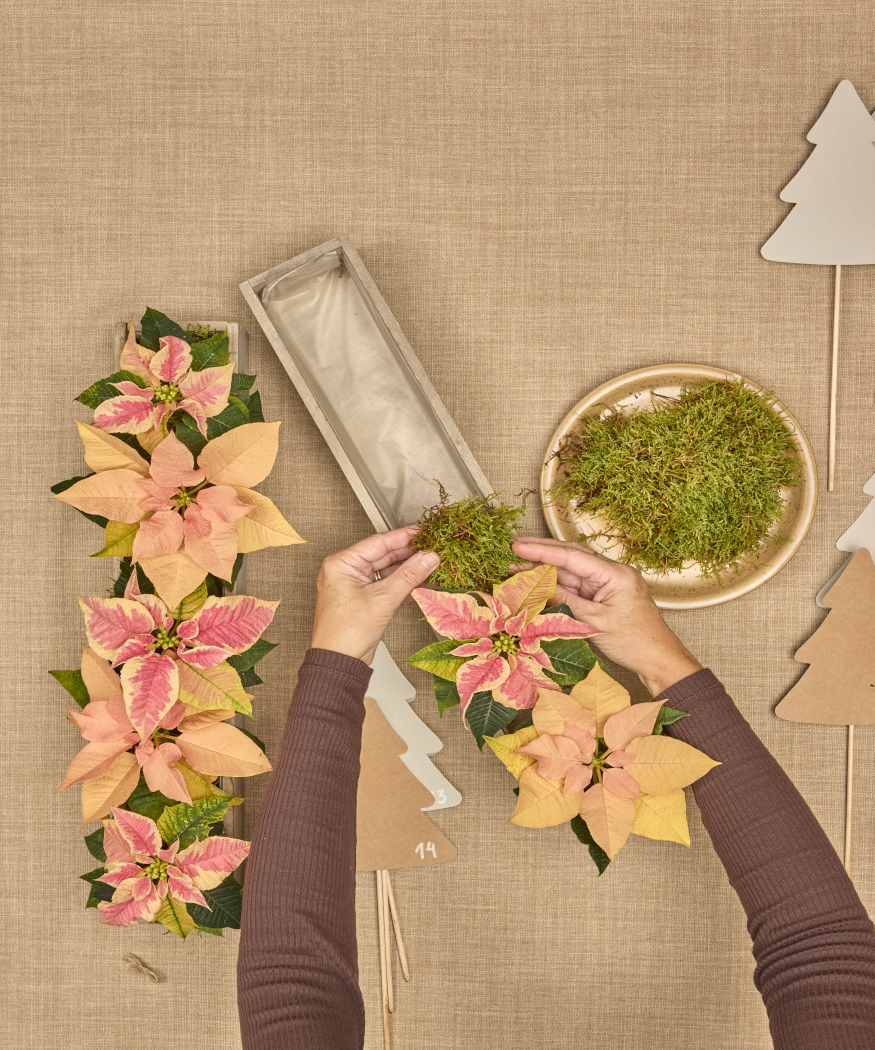 2025_Poinsettia_01110_DIY_Paper_Tree_Advent_Calendar_07