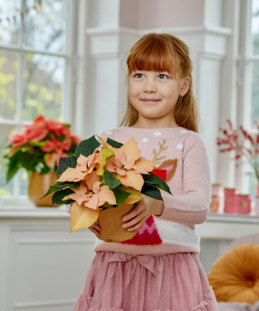 A red-haired girl holds a delicate, apricot poinsettia in her hands against the backdrop of a bright room adorned with Christmas decorations.