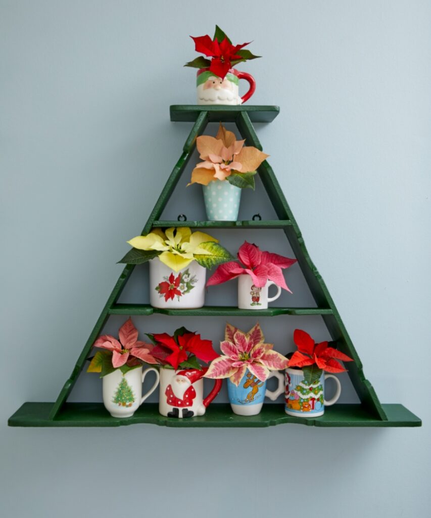 Various poinsettias in colourful containers are arranged on a triangular shelf that resembles a Christmas tree.