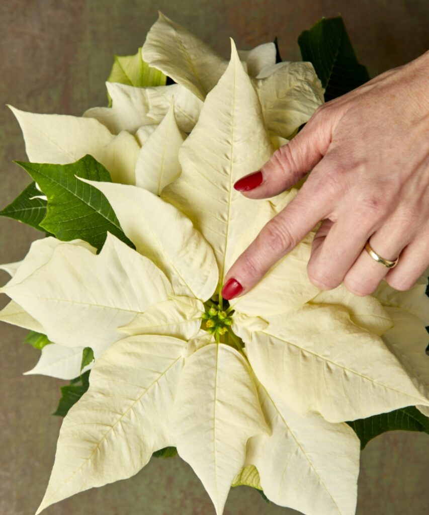 A woman points to small, inconspicuous buds in the centre of a poinsettia's cream-coloured bracts.
