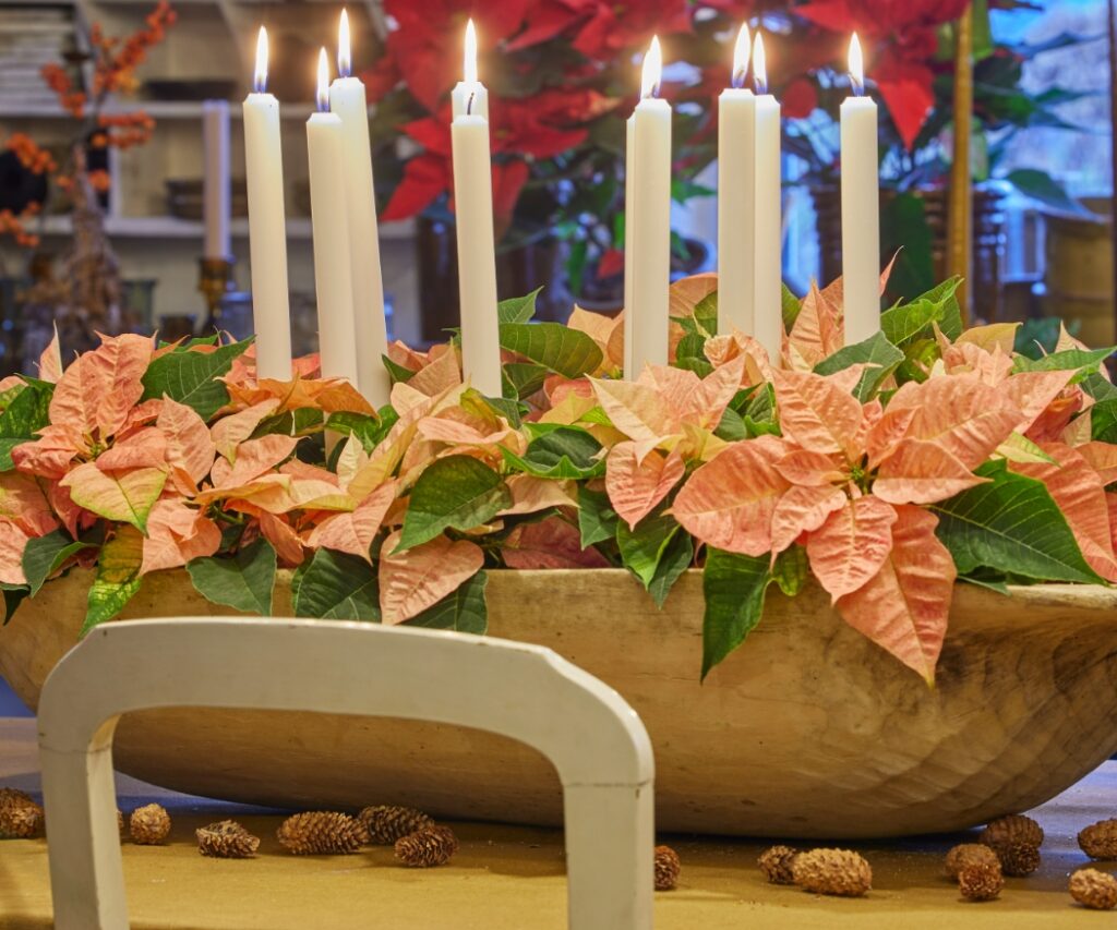 An opulent table decoration of apricot poinsettias in a rustic wooden container, complete with candles.