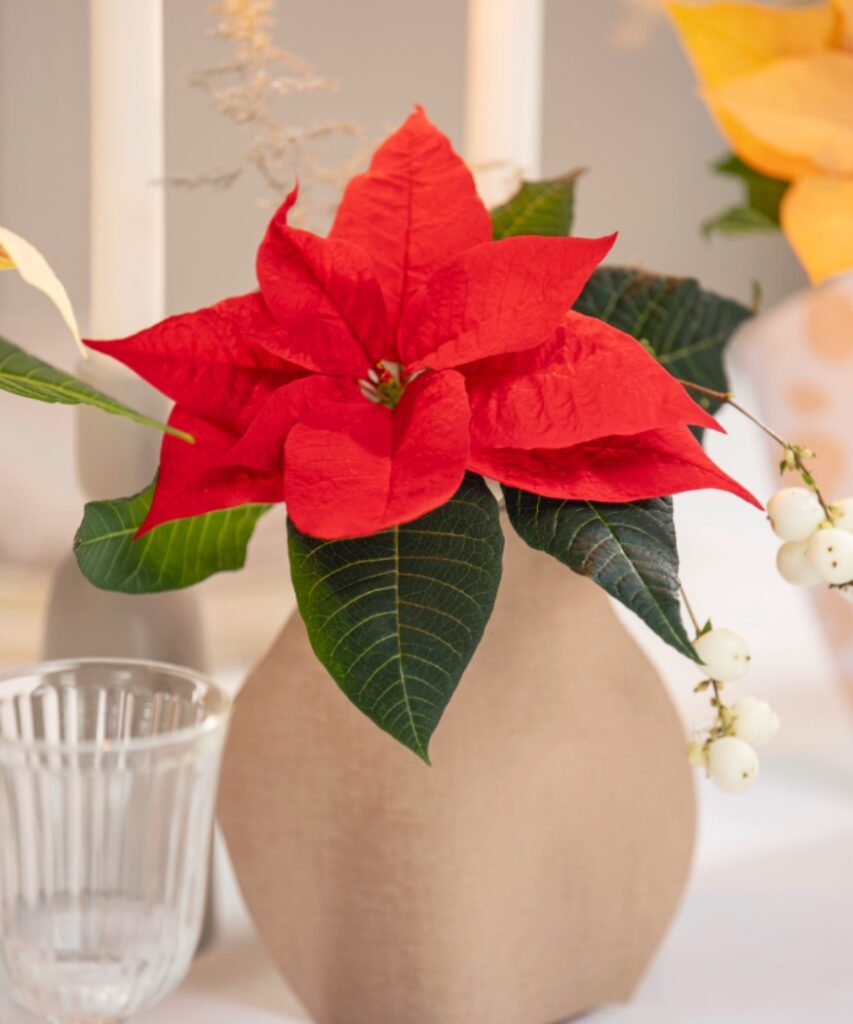 A bright red poinsettia stem as a table decoration in a homemade paper vase.