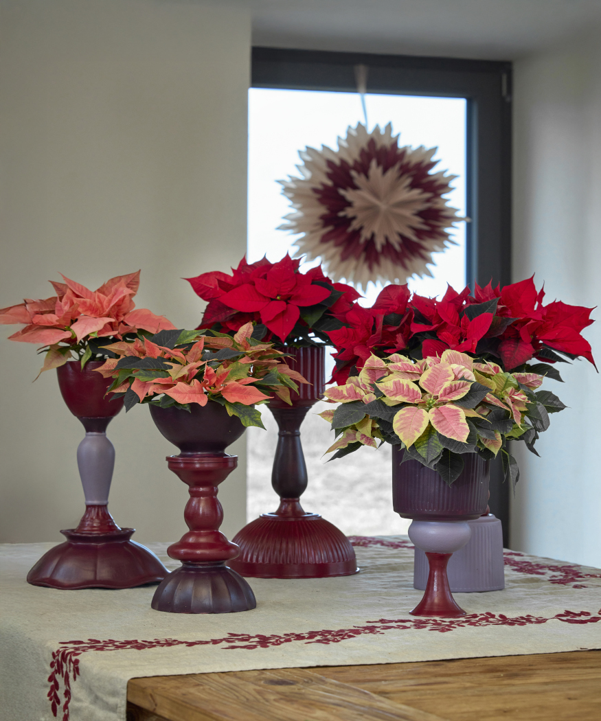 Plant pots and more. Craft ideas for creative poinsettia displays