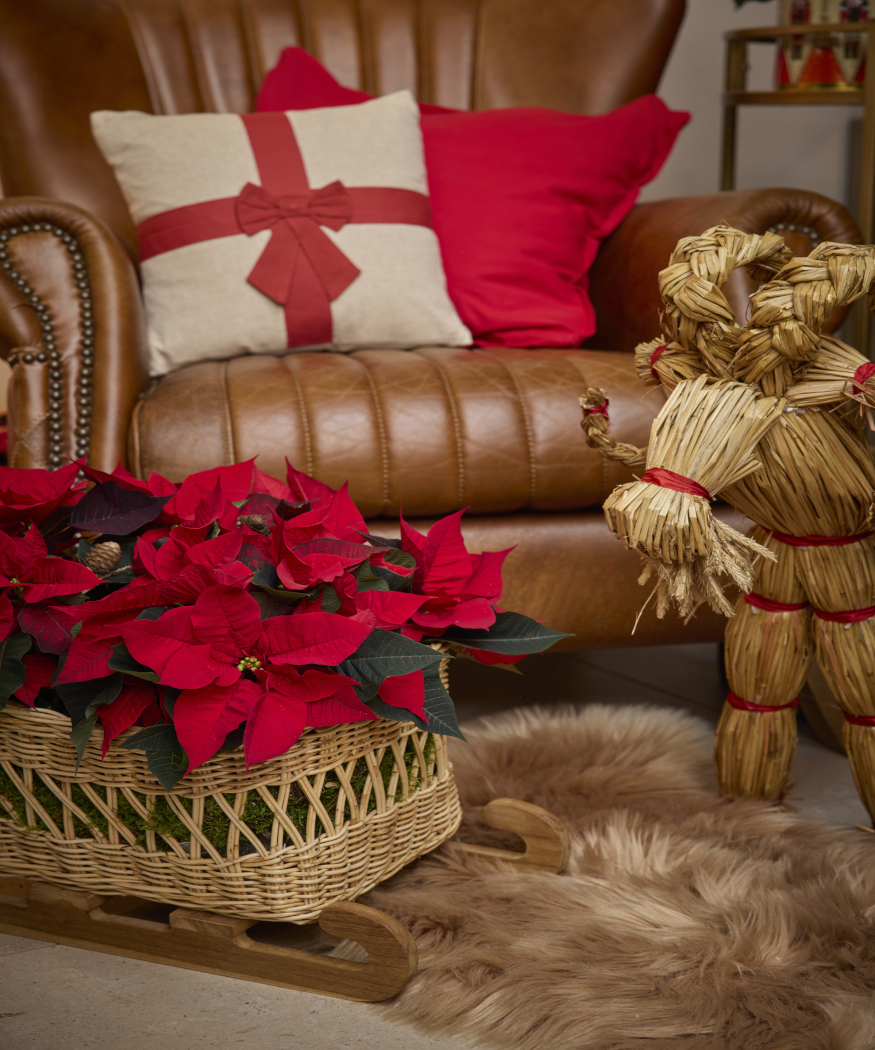 Poinsettias are hardier than you think. Spot and avoid common care mistakes