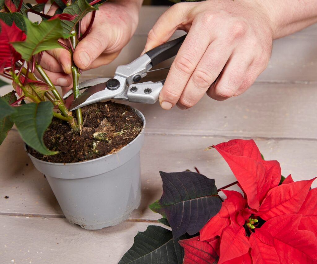 Preparing a poinsettia for use as a cut flower: For cut flower arrangements, first cut cleanly through the stem  of the poinsettia. 
