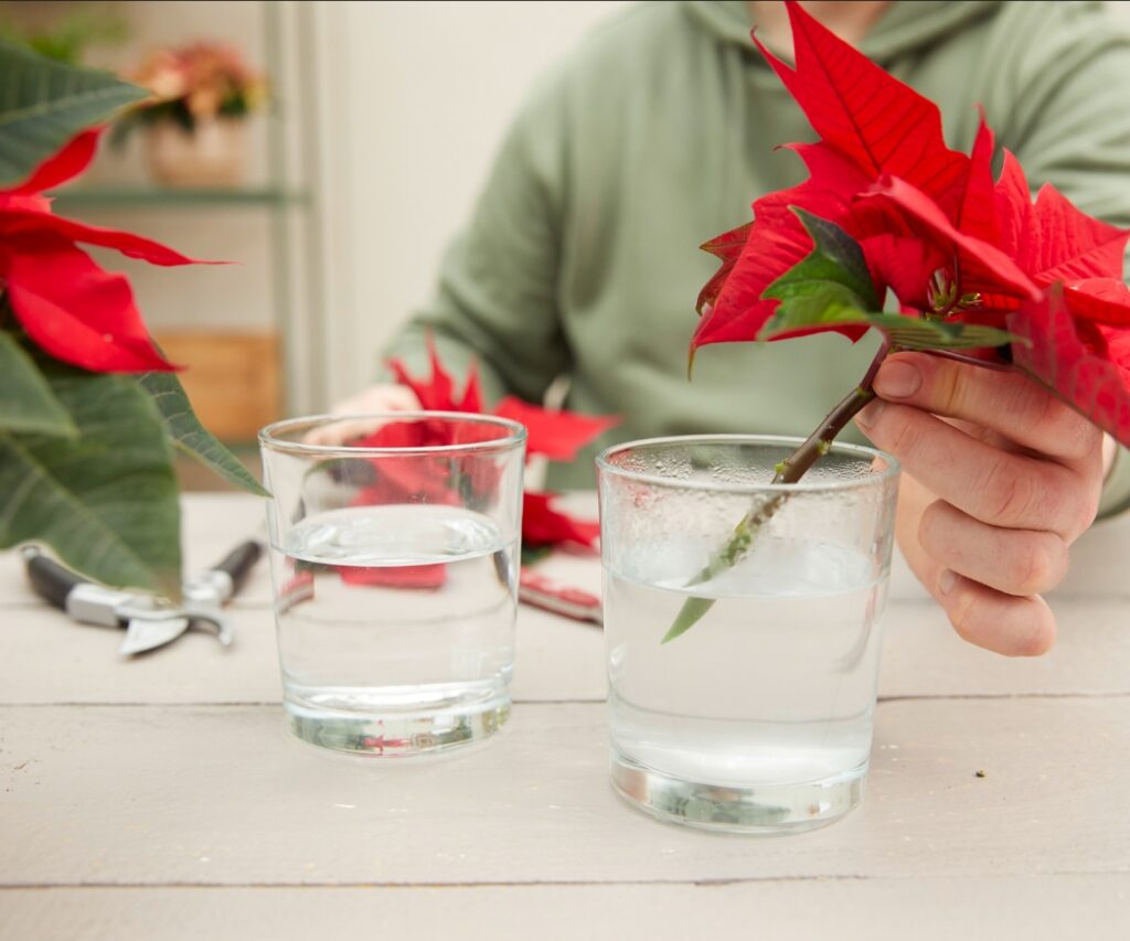 A hand places a cut red poinsettia in cold water, after dipping in hot water (around 60°C) first. 