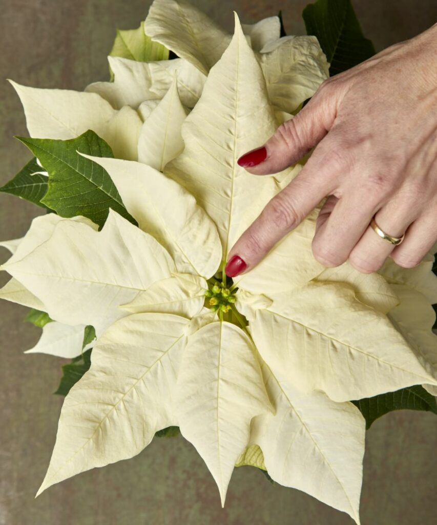 2022-poinsettia-buying-the-right-plant-05